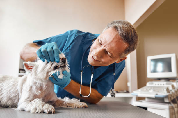 Best Broken or Chipped Tooth Repair in Toast, NC